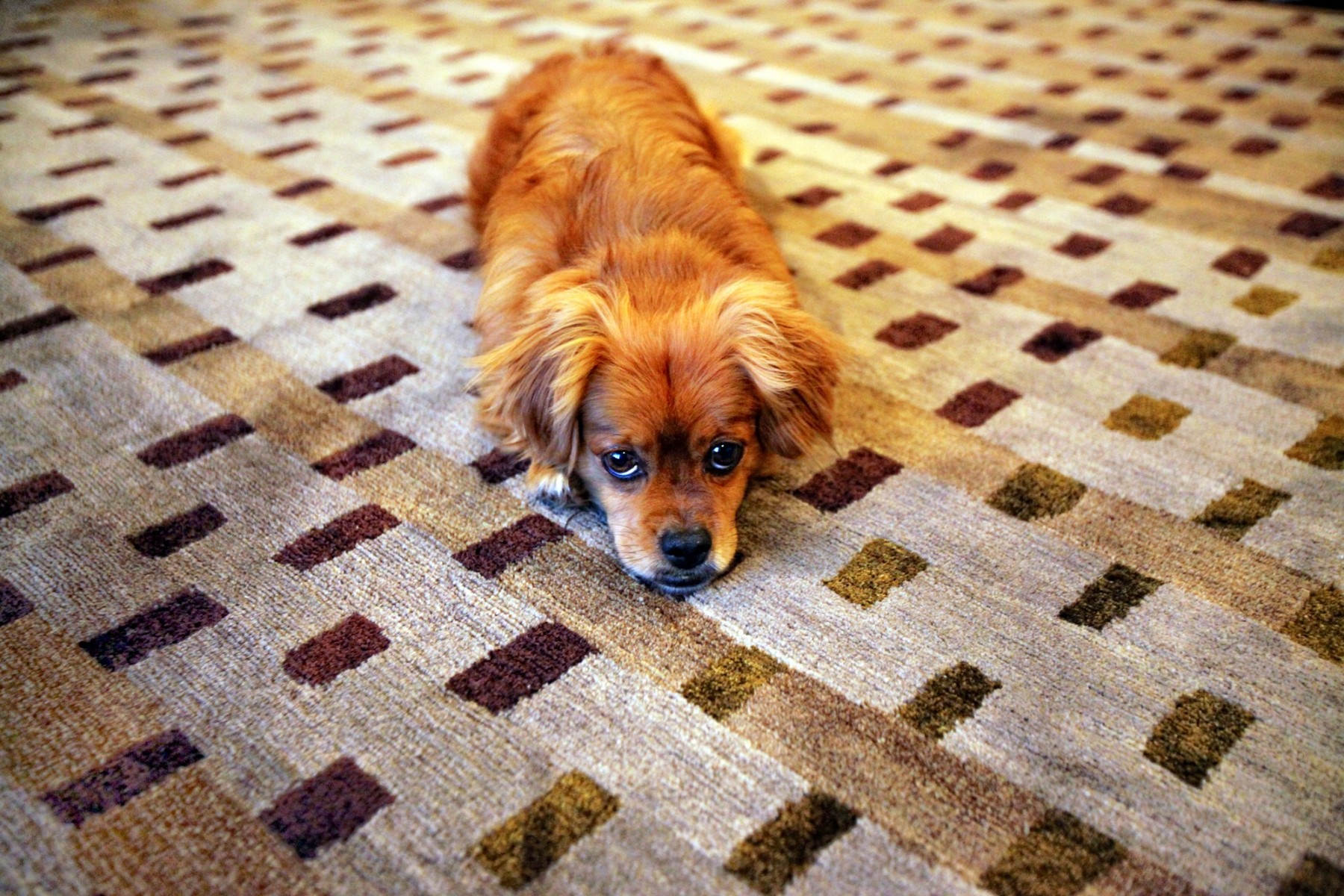 Carpet store stain removal